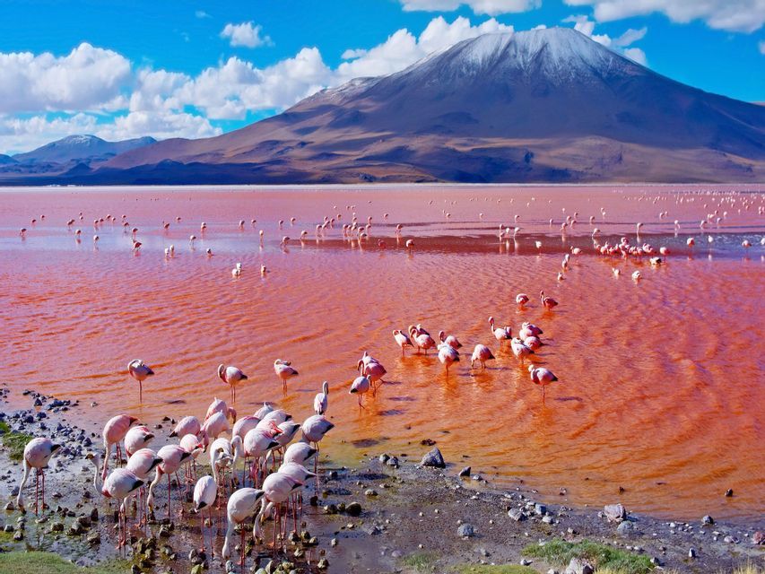 A flock of flamingos wades in a red-colored lake at the base of a large, snow-capped mountain under a blue sky.