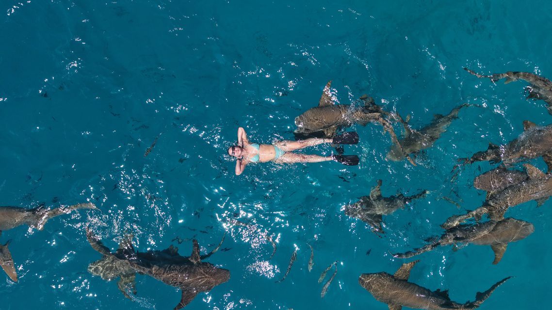 Swimming among nurse sharks at Compass Cay, Exumas