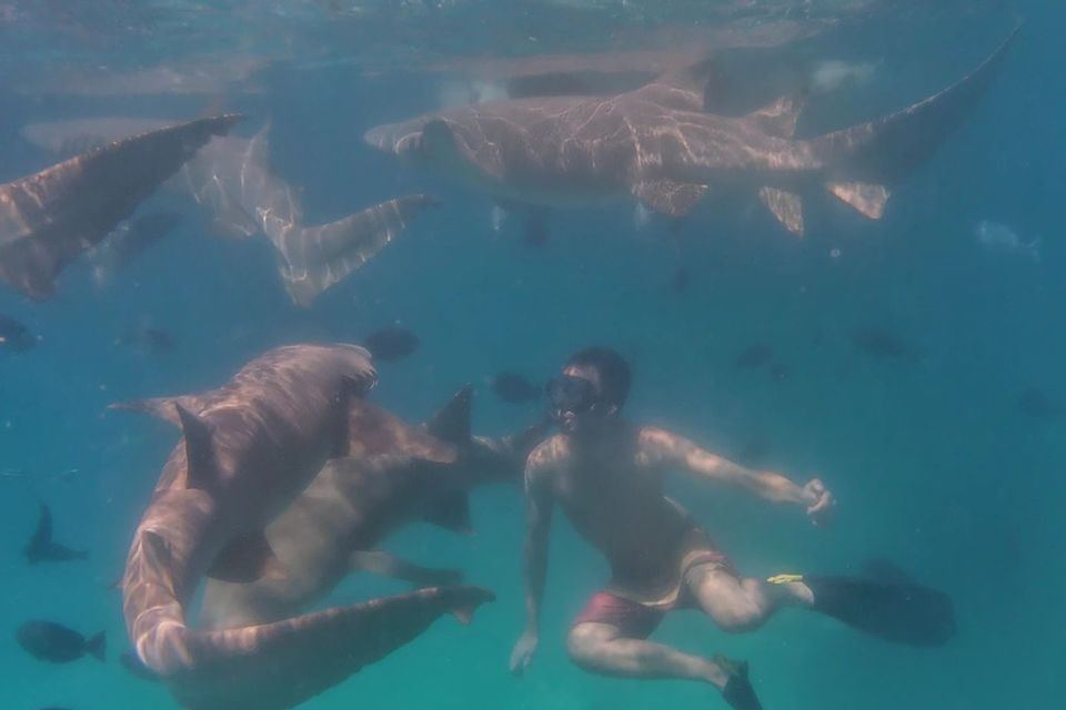 Ein Mann mit Schnorchelmaske und Flossen schwimmt unter Wasser, umgeben von einem Schwarm großer Haie.