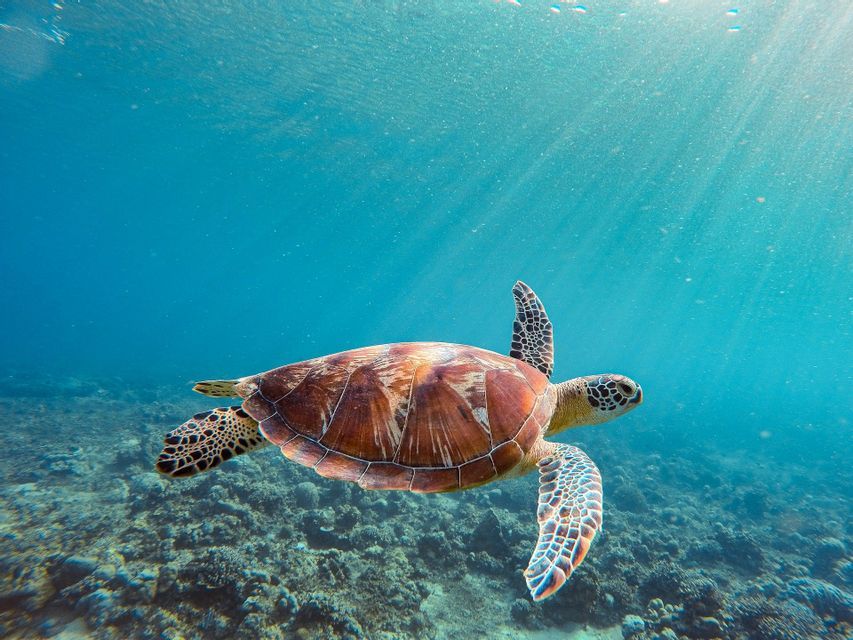 Una grande tartaruga marina nuota con grazia in acque turchesi e cristalline sopra una barriera corallina, con i raggi del sole che filtrano dalla superficie.