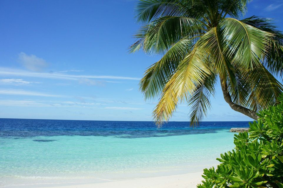 Una palma si staglia su una spiaggia di sabbia bianca con acqua turchese cristallina sotto un cielo azzurro splendente.