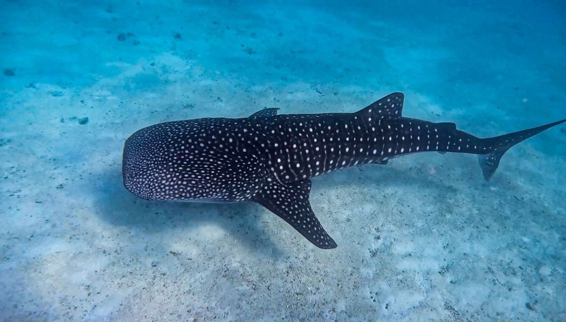 Un grande squalo balena con macchie bianche nuota in acque cristalline blu appena sopra un fondale marino sabbioso.