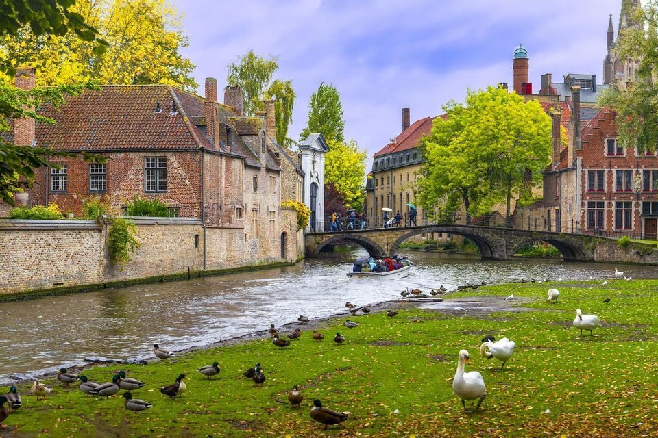 Un barco turístico navega por un canal junto a una orilla cubierta de hierba con cisnes y patos, con un puente de piedra y edificios históricos de ladrillo al fondo.