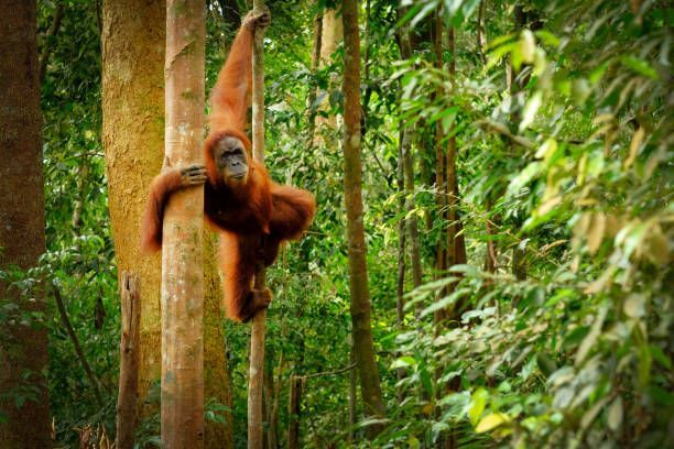An orangutan hangs from a tree while looking at the camera in a dense, green jungle.
