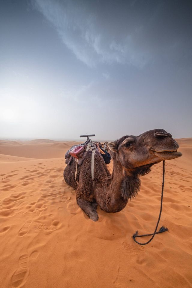 A saddled camel rests on a vast orange sand dune in the desert under a hazy, cloudy sky.
