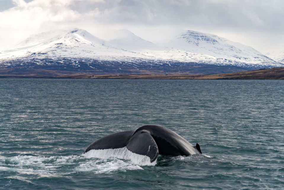 Una pinna caudale di balena si tuffa nell'acqua con montagne innevate sullo sfondo.