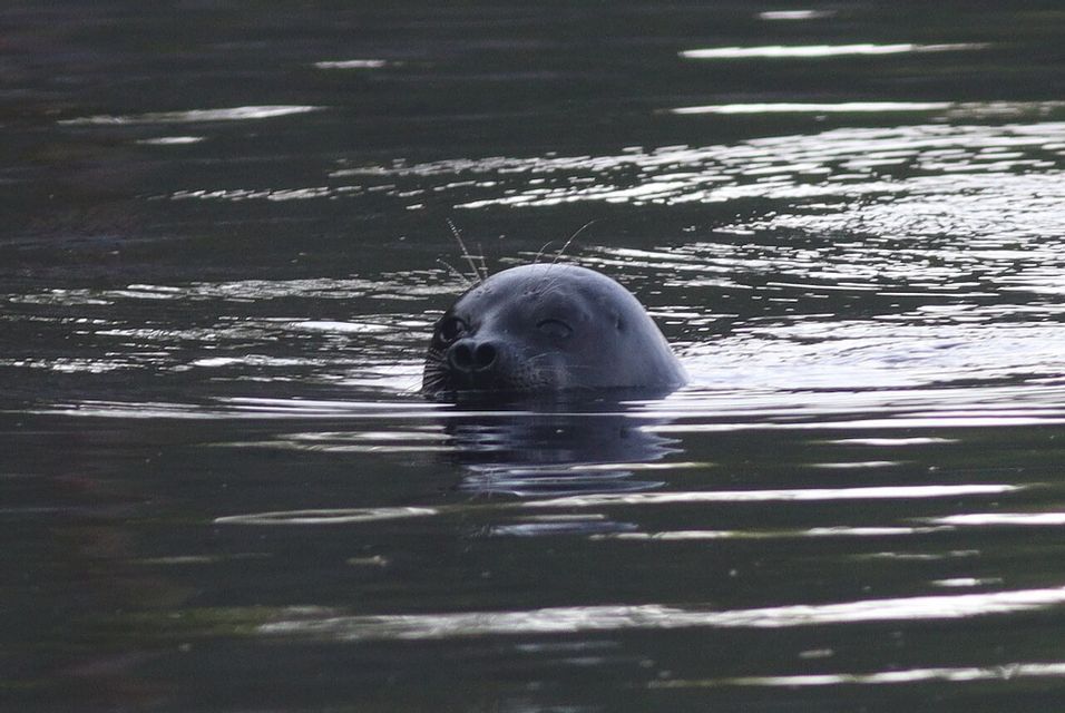 Un phoque gris foncé sort la tête de l'eau sombre et agitée, ses vibrisses bien visibles.