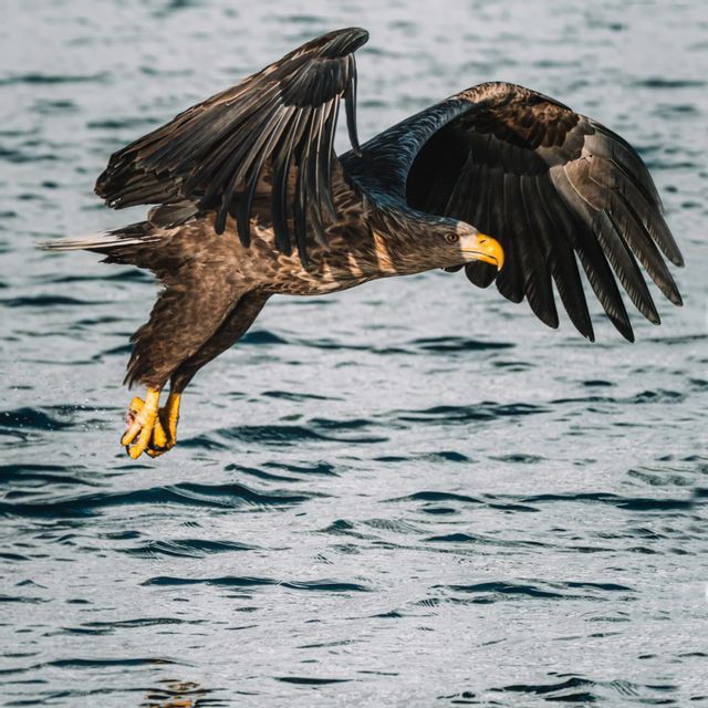A sea eagle with outstretched wings flies low over rippled water, its yellow talons just above the surface.