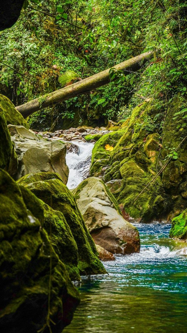 Agua cristalina fluye a través de rocas cubiertas de musgo y troncos caídos dentro de un frondoso y verde bosque tropical.