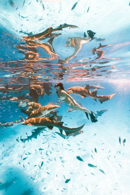 Una donna fa snorkeling sott'acqua in un mare turchese e limpido circondata da squali nutrice e pesciolini.