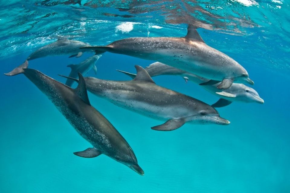 Un gruppo di delfini maculati dell'Atlantico nuotano insieme sott'acqua in chiare e blu acque oceaniche tropicali.