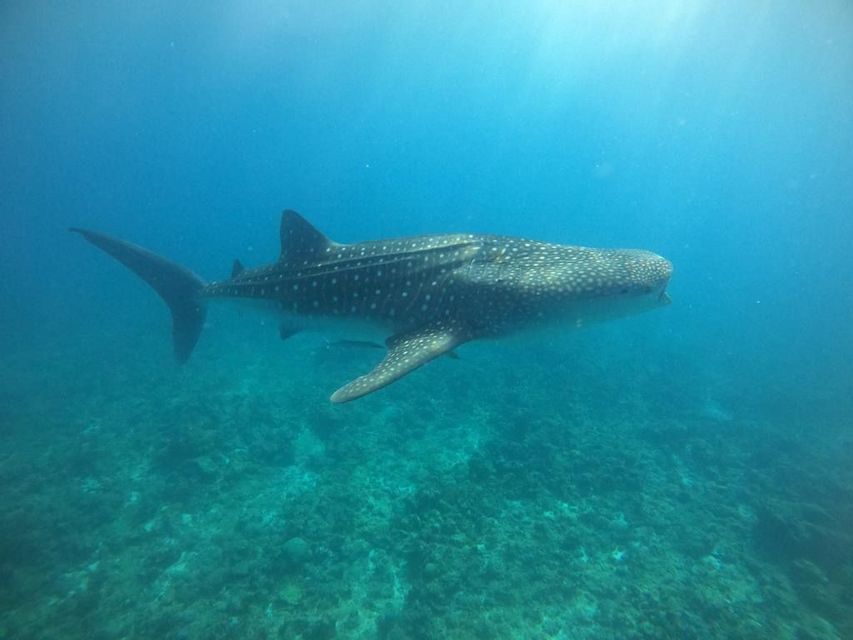 Un grande squalo balena maculato che nuota attraverso le limpide acque blu dell'oceano sopra un fondale marino