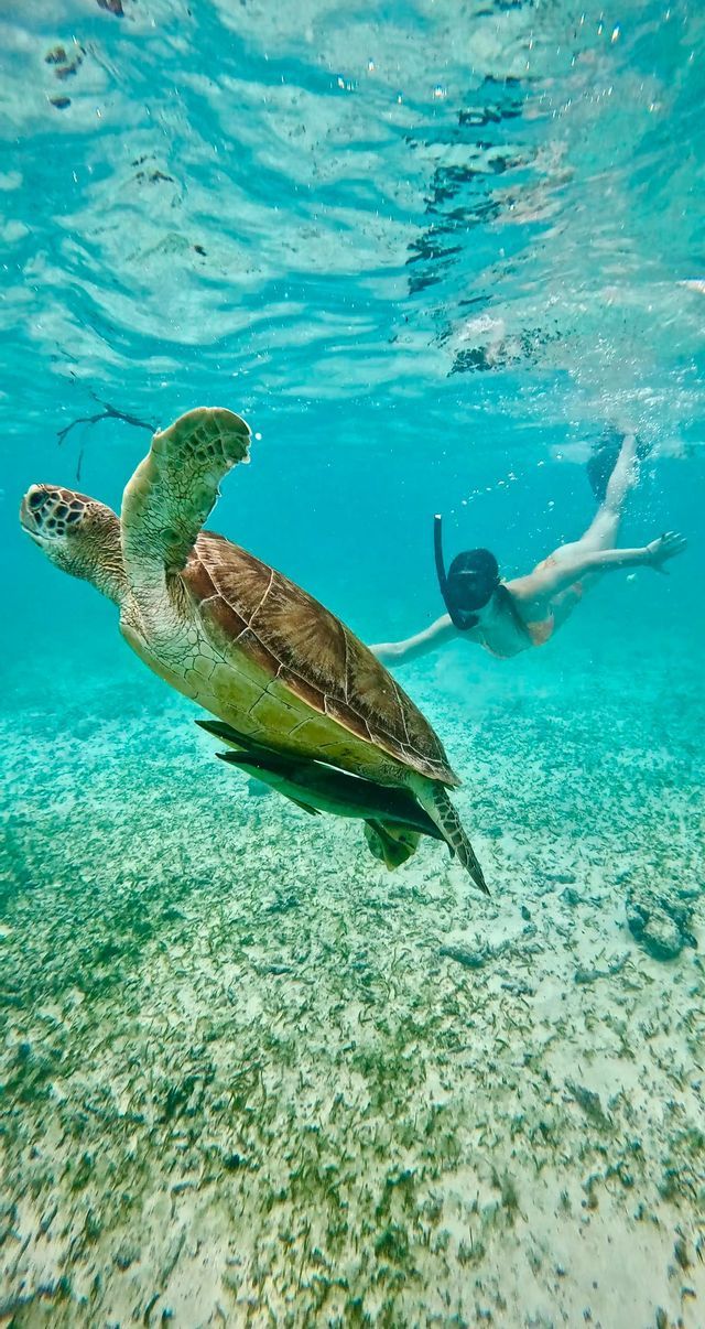 Un subacqueo nuota sott'acqua vicino a una grande tartaruga marina sopra un fondale chiaro e poco profondo con fanerogame marine