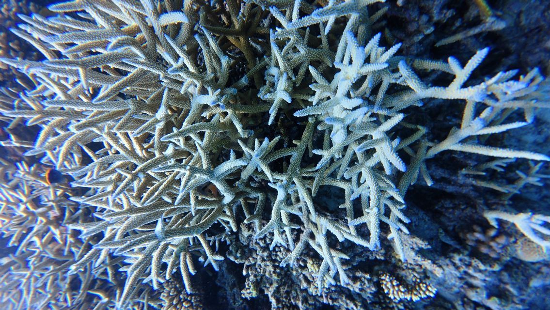 Primo piano di corallo cervo di mare ramificato che cresce su una barriera corallina sottomarina in acque blu cristalline.