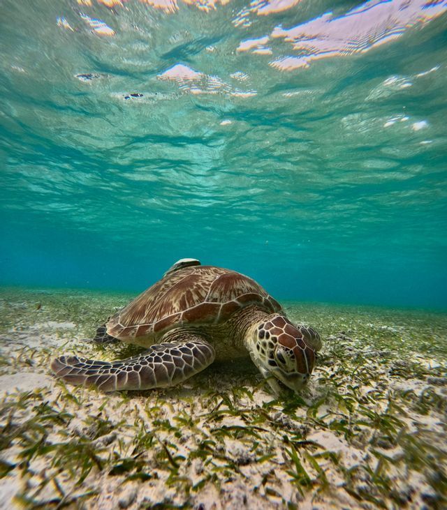 Una tartaruga marina si ciba di posidonia sul fondo sabbioso di limpide acque oceaniche turchesi.