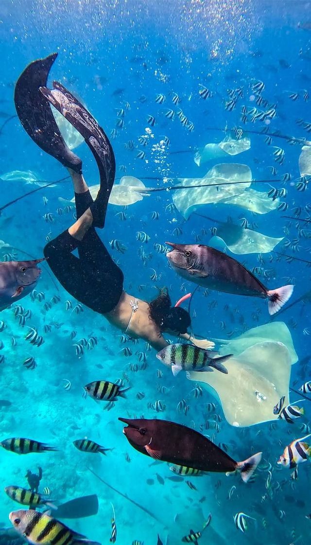 Una persona in apnea con lunghe pinne nere circondata da trigoni e banchi di pesci tropicali sott'acqua