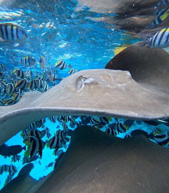 Una grande manta nuota sott'acqua circondata da un banco di pesci tropicali striati nelle limpide acque blu dell'oceano.