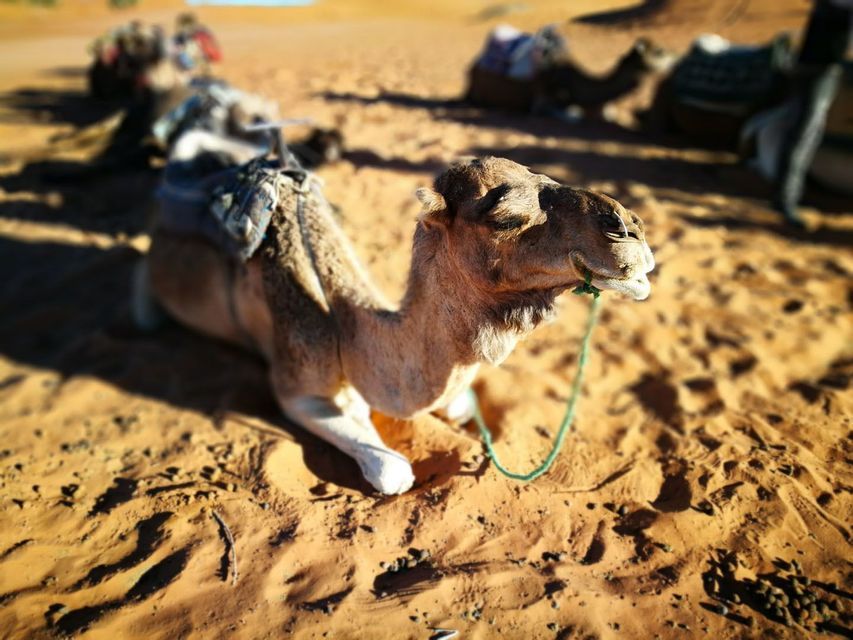 Camello sentado sobre el desierto en Marruecos