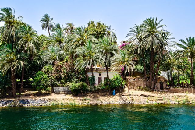 Lussureggianti palme verdi e piccoli edifici fluviali si ergono lungo la riva di un fiume calmo.