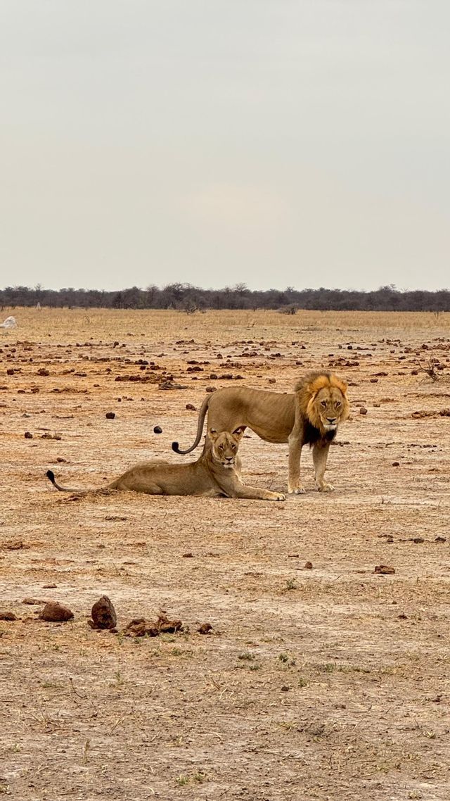 Un leone maschio si trova accanto a una leonessa a riposo su una pianura della savana arida e aperta sotto un cielo nuvoloso.