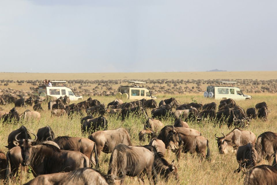 Safari vehicles watching a large herd of wildebeests migrating across a wide grassy savanna plain.