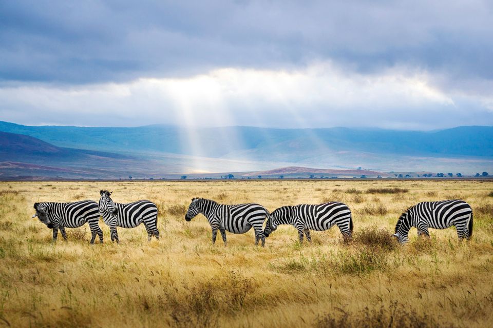 Zebras grazing in a dry grassy field under dramatic sunbeams breaking through cloudy skies with distant mountains.
