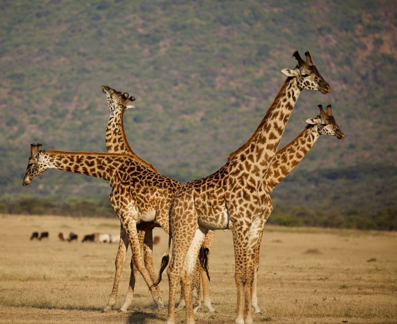 A group of giraffes standing together in an open grassy savanna with hills in the background.