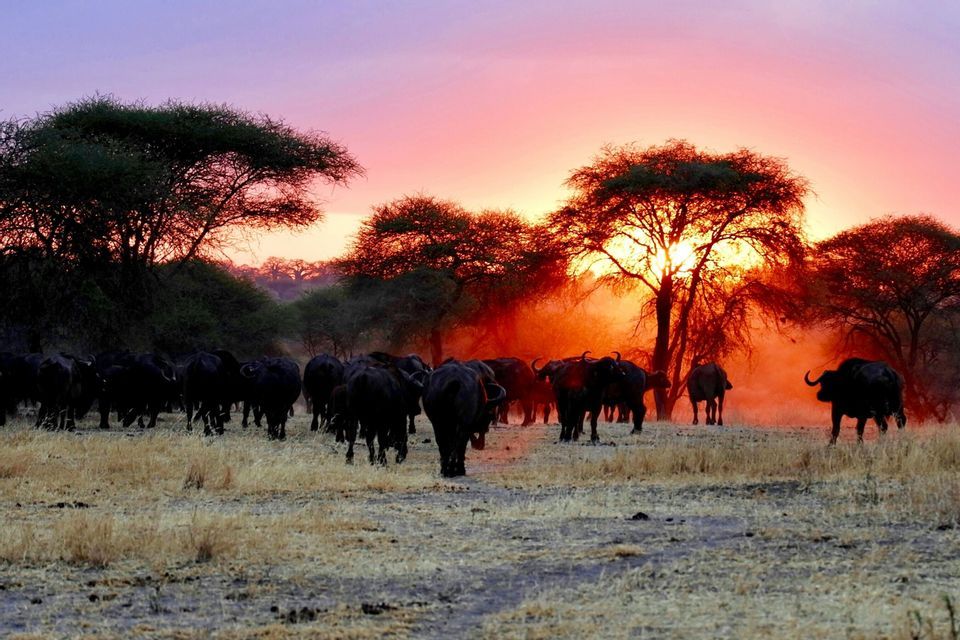 A herd of African buffaloes walking across a grassy savanna toward acacia trees at sunset.