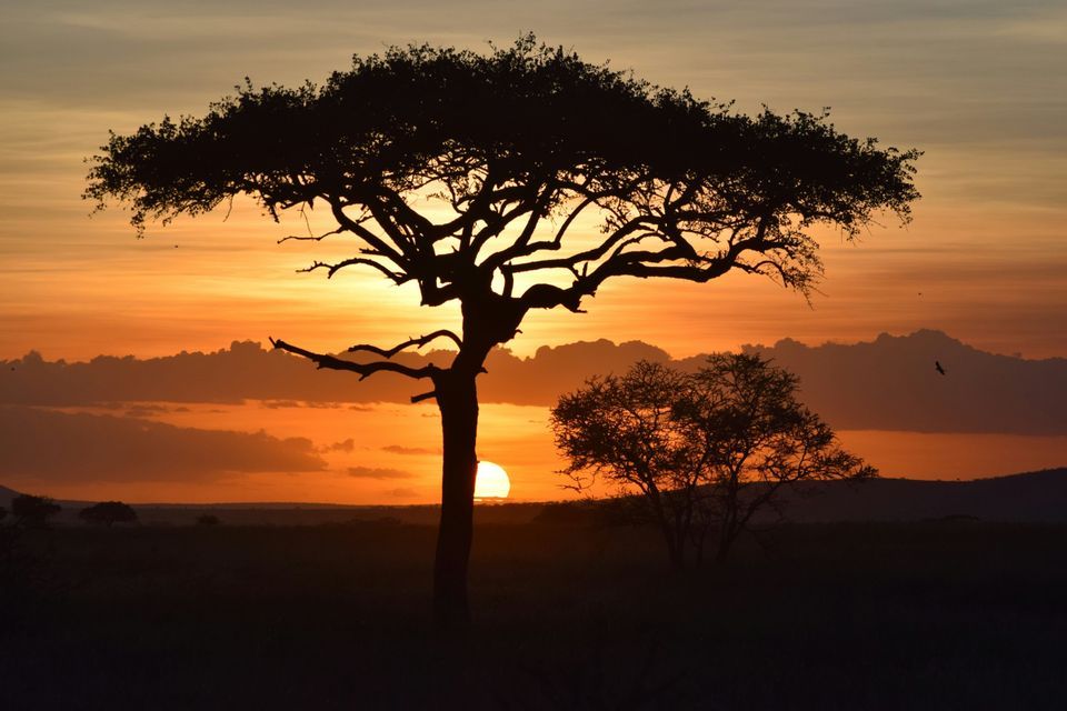 Silhouette of an acacia tree against a vibrant orange and yellow sunset on the savanna horizon.