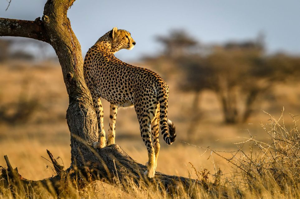 A cheetah stands on the lower trunk of an acacia tree, looking out over a grassy savanna under bright sunlight.