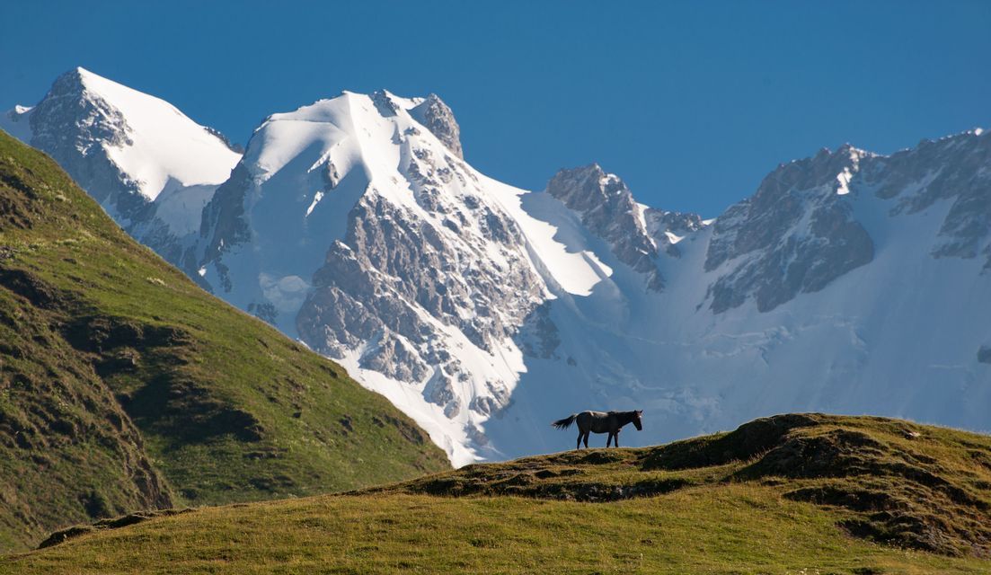 Un caballo se encuentra en una cresta montañosa cubierta de hierba con un fondo de picos nevados escarpados bajo un cielo azul despejado.