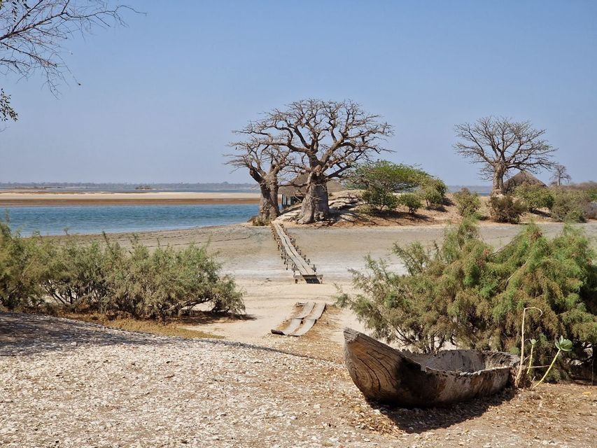 Una passerella di legno attraversa una spiaggia sabbiosa e conduce verso imponenti baobab a bordo acqua, con una piroga in primo piano.