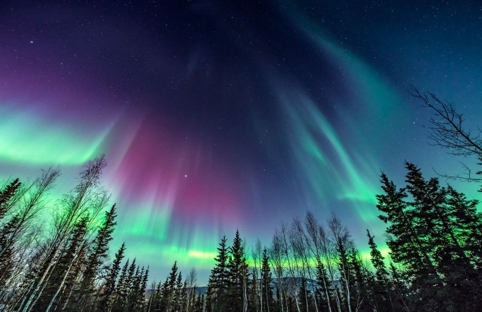 Grüne und violette Nordlichter erleuchten den sternenklaren Nachthimmel über einem silhouettierten Wald.