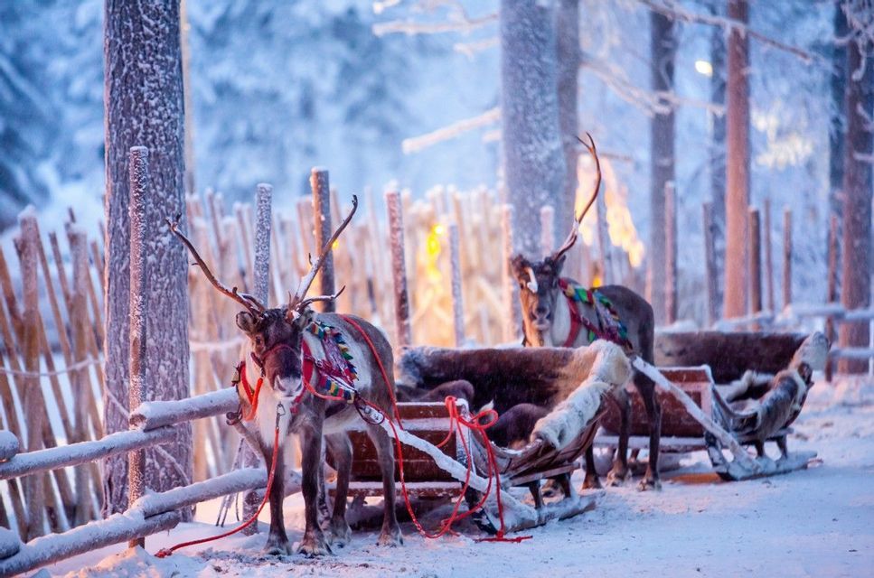 Two reindeer harnessed to wooden sleighs stand still in a snowy forest next to a wooden fence at dusk.