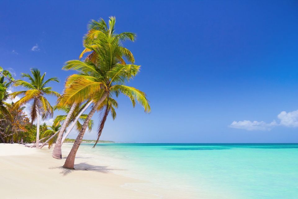 Palme con fronde verdi e gialle si protendono su una spiaggia di sabbia bianca, accanto all'acqua turchese del mare, sotto un cielo azzurro e limpido.