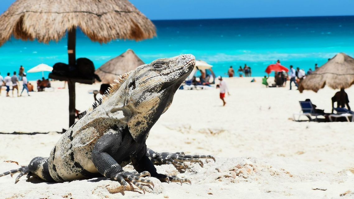 A large iguana basks in the sun on a sandy beach with a turquoise ocean and thatched umbrellas in the background.