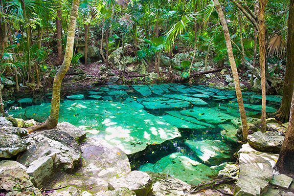 A natural pool with clear turquoise water reveals submerged rocks, enclosed by lush green trees and plants in a jungle.