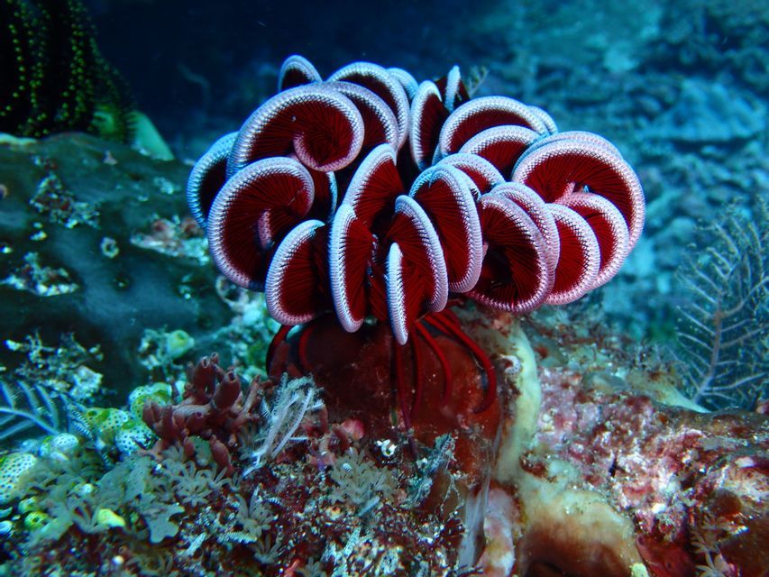 Una stella piumata rossa con braccia ricurve e bordi bianchi si posa su una barriera corallina rocciosa sott'acqua.