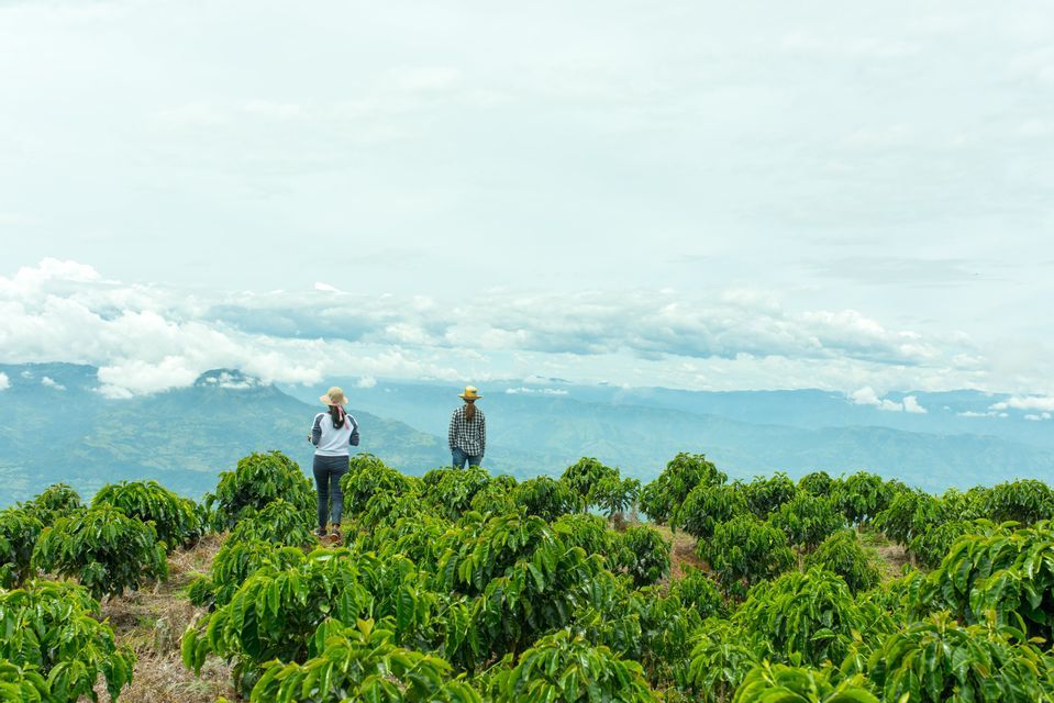 Deux personnes en chapeaux de paille contemplent une plantation de café face à une chaîne de montagnes baignée de nuages bas.