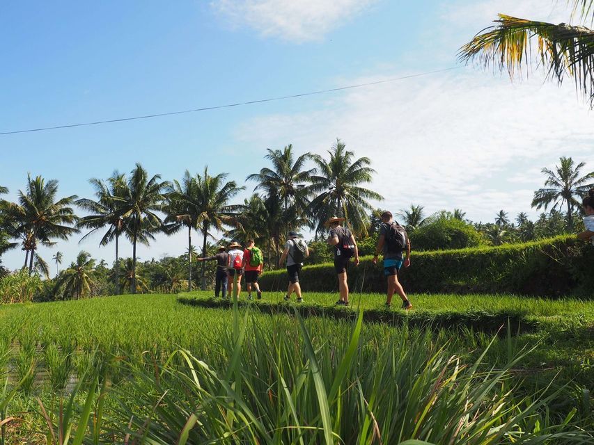 A WeRoad group trip walking along a path through lush green rice paddies with tall palm trees against a blue sky.
