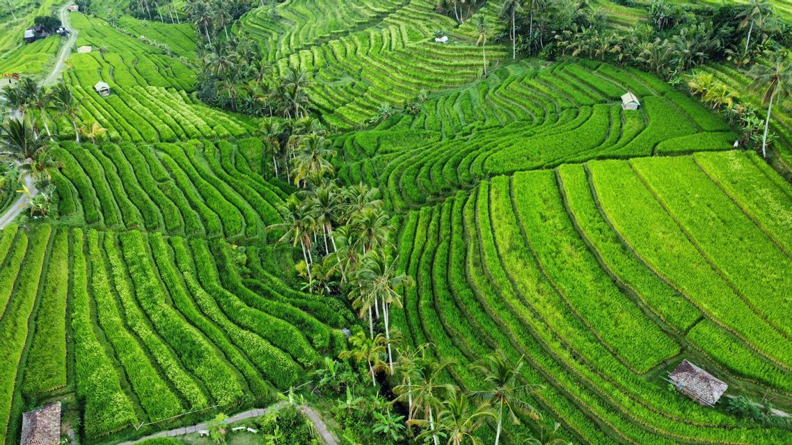 An aerial view of vibrant green terraced rice paddies interspersed with tall palm trees and small huts.