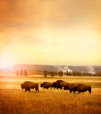 Una mandria di bisonti attraversa una prateria dorata ed erbosa durante un'alba nebbiosa, con alberi sullo sfondo.