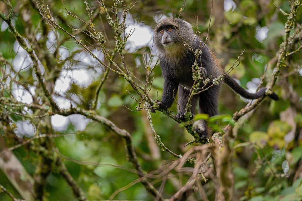 A blue monkey stands on a thin tree branch covered in moss, surrounded by out-of-focus green leaves.