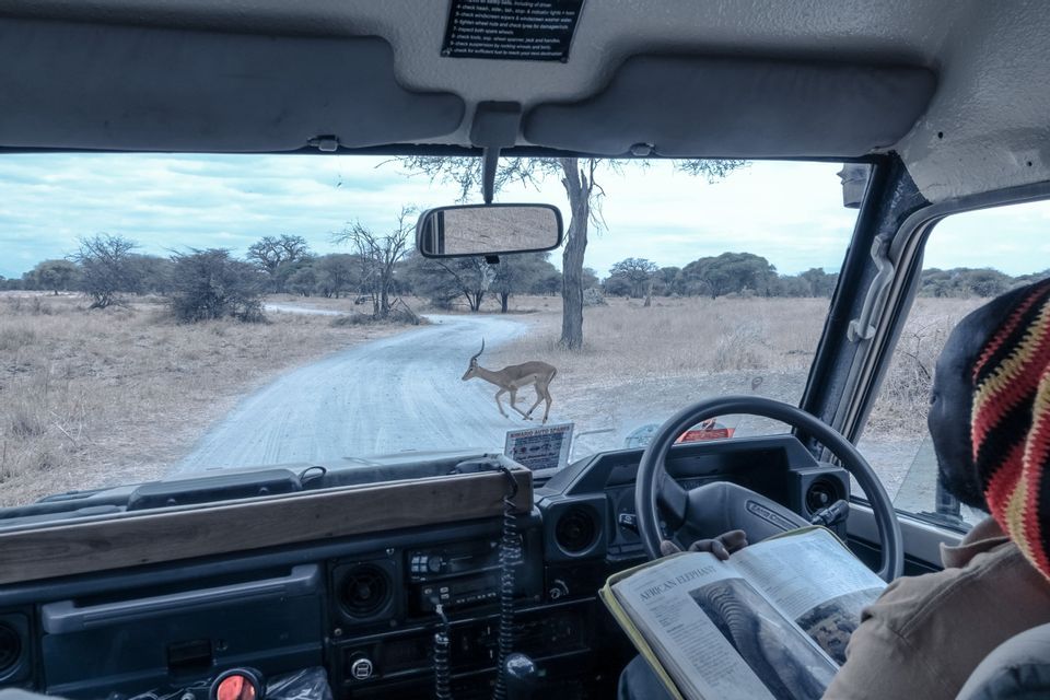 Ein Impala überquert eine Schotterstraße vor einem Safari-Fahrzeug, während eine Person im Inneren ein Buch über afrikanische Elefanten liest.
