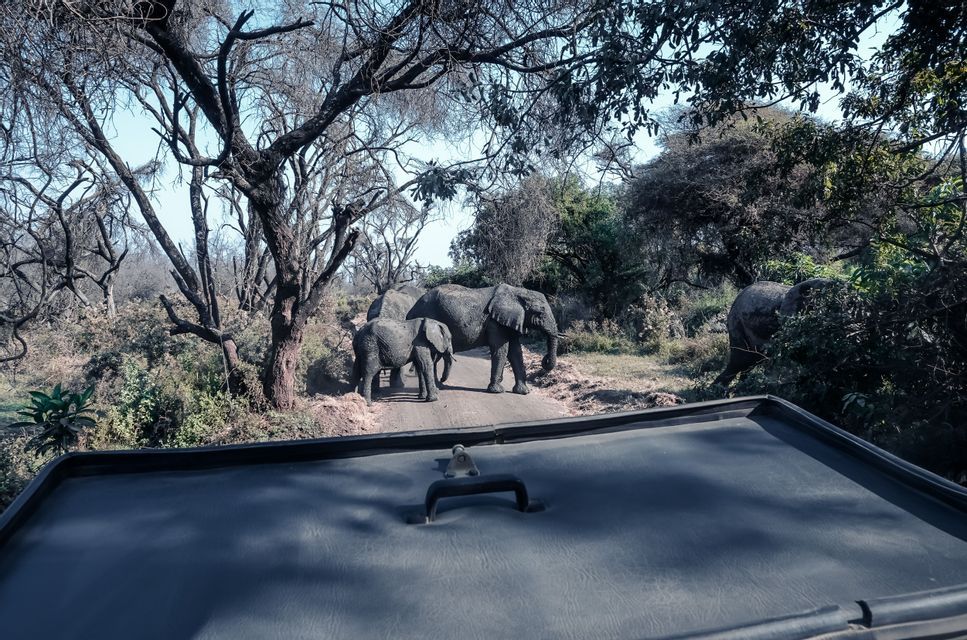 Eine Herde Elefanten, inklusive eines Kalbes, steht auf einem Feldweg in einem Waldgebiet, vom Dach eines Safari-Fahrzeugs aus gesehen.