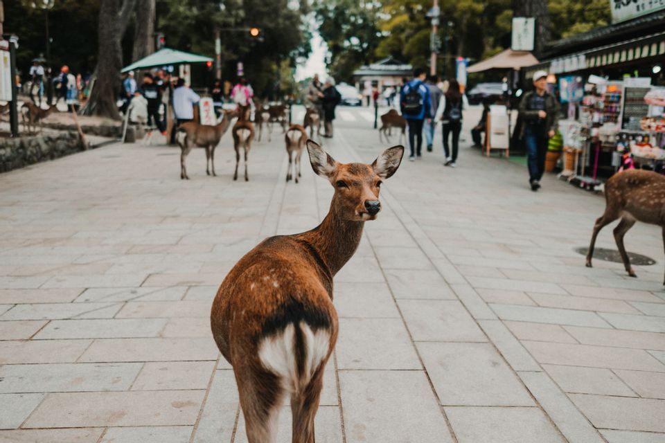 Un cerf se retourne sur une rue pavée, peuplée de gens et d'autres cerfs.