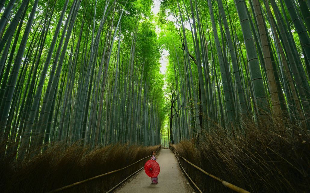 Una persona en kimono sosteniendo un paraguas rojo se encuentra en un sendero que atraviesa un alto y denso bosque de bambú.
