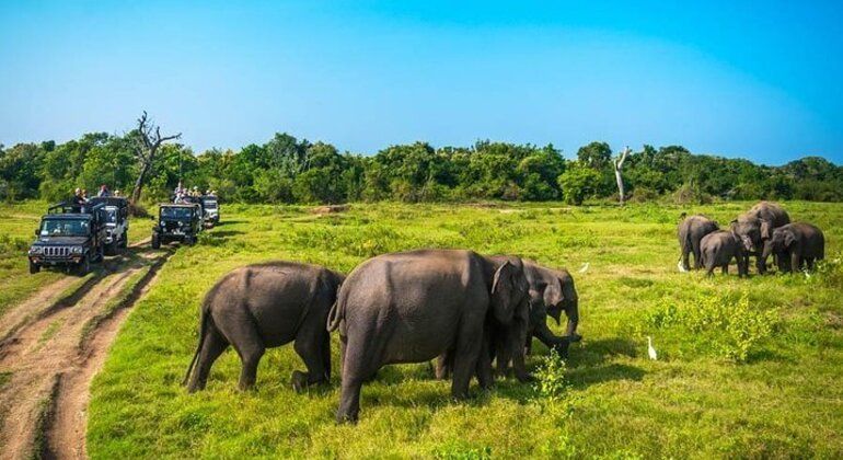 A WeRoad group trip on a jeep safari watches a herd of elephants grazing in a grassy field under a clear blue sky.