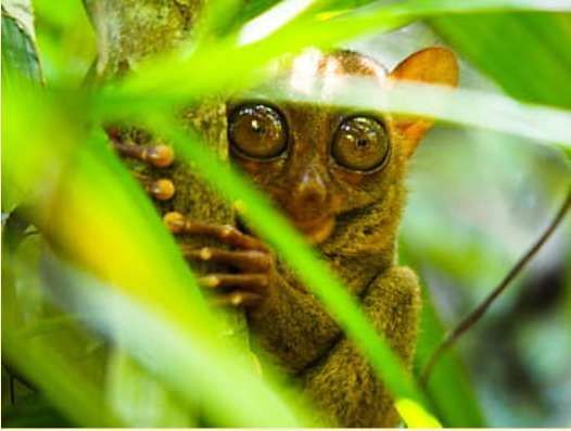 Un petit tarsier aux grands yeux bruns s'accroche à une branche d'arbre, jetant un coup d'œil derrière des feuilles vert vif.
