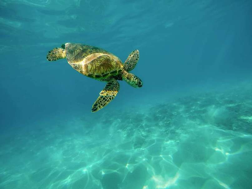 Une tortue marine verte nage dans des eaux claires et turquoise, le soleil projetant des motifs sur le fond sableux en contrebas.